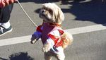 Gemas! Saat Anjing-anjing Peliharaan Ikut Parade