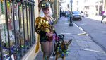 Gemas! Saat Anjing-anjing Peliharaan Ikut Parade