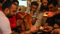 Penjualan dan penyembelihan hewan dilarang di sebagian besar negara dan hewan sering dibiarkan berkeliaran bebas di jalan-jalan dan terlihat kurus kering, di mana pengendara harus berhati-hati agar tidak menabrak mereka. Getty Images/NARINDER NANU