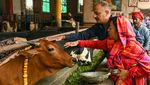 India Usulkan Ubah Valentine Jadi Hari Peluk Sapi