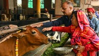 Ini bukan pertama kalinya pemerintah India mengusulkan kebijakan tentang sapi. Pernah ada wacana orang yang membunuh atau mengonsumsi sapi dianggap berdosa oleh banyak umat Hindu, yang merupakan sekitar 80 persen dari 1,3 miliar penduduk India. Getty Images/NARINDER NANU