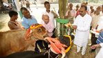 India Usulkan Ubah Valentine Jadi Hari Peluk Sapi