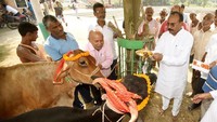 Untuk makin menghormati sapi, Dewan Kesejahteraan Hewan India berencana mengubah nama Hari Valentine menjadi Hari Peluk Sapi. Dengan memeluk sapi, diyakini warga India semakin memiliki jiwa yang lapang. Santosh Kumar/Getty Images