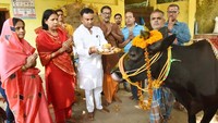 Selain itu, hari memeluk sapi disebut merupakan bagian dari upaya untuk mempromosikan Veda atau tradisi suci Hindu yang diklaim telah terkikis oleh pengaruh Barat. Santosh Kumar/Getty Images