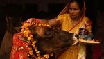 India Usulkan Ubah Valentine Jadi Hari Peluk Sapi