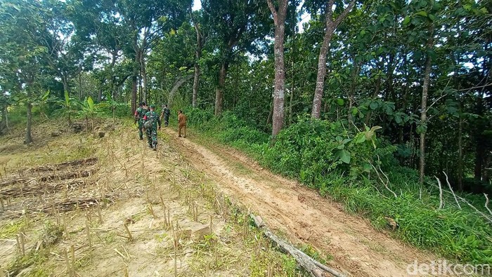 Jalan lokasi mobil HRV nyasar di hutan Desa Wukirsari, Kecamatan Tambakromo, Pati, Senin (13/2/2023).