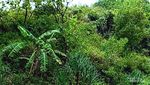 Pantai Ngrawah yang Cantik tapi Tersembunyi di Gunungkidul