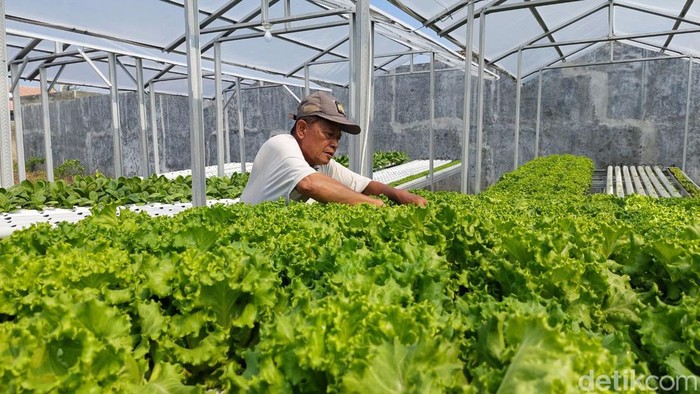 Lansia di Probolinggo mendulang cuan dari budidaya selada hidroponik
