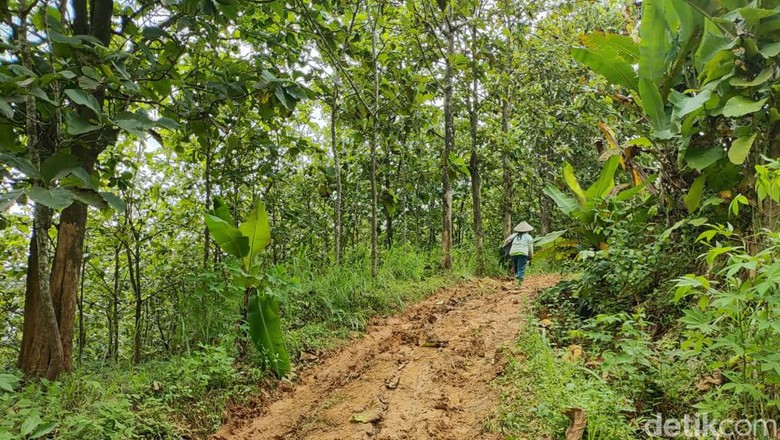 Lokasi kejadian mobil nyasar di Hutan Tambakromo, Pati, Minggu (12/2/2023).