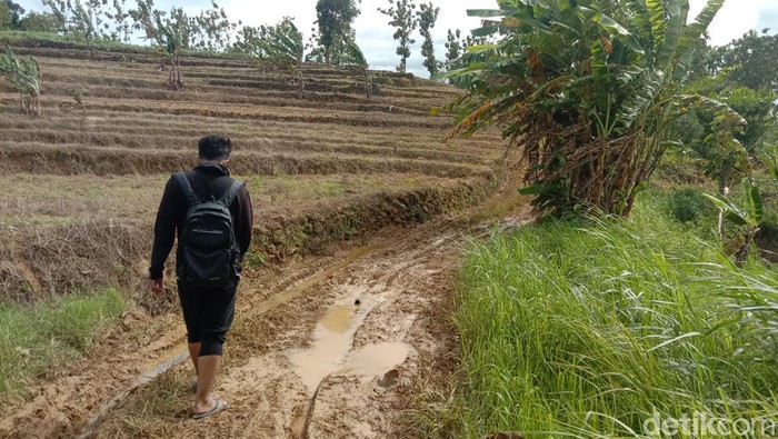 Lokasi kejadian mobil nyasar di Hutan Tambakromo, Pati, Minggu (12/2/2023). Lokasi kejadian mobil nyasar di Hutan Tambakromo, Pati, Minggu (12/2/2023).