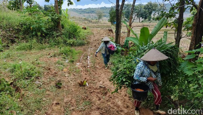 Lokasi kejadian mobil nyasar di Hutan Tambakromo, Pati, Minggu (12/2/2023).