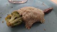 Asyik menyantap makanan berupa brokoli dan mashed potato, netizen ini punya ide aneh. Brokoli dan mashed potatonya dibentuk menjadi hewan semacam tikus. Foto: Bored Panda