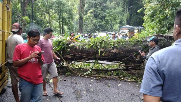 pohon tumbang macetkan jalan di jember
