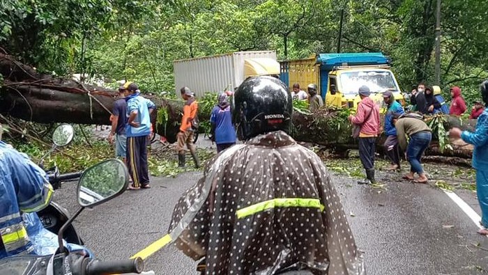 pohon tumbang macetkan jalan di jember
