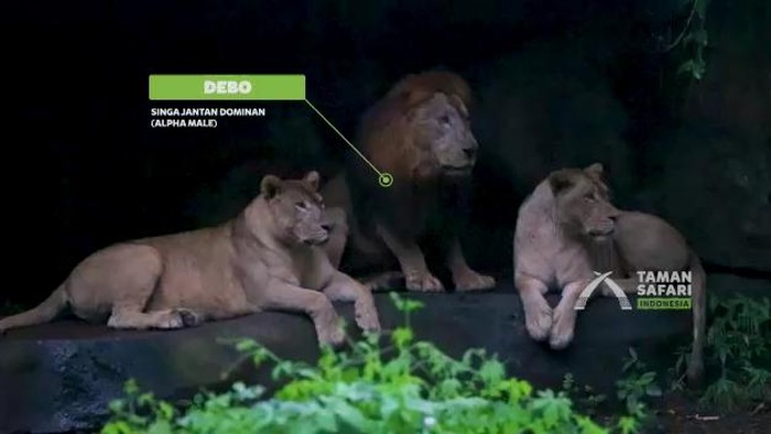 Singa di Taman Safari