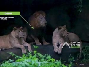 Akhir Duel Singa Debo dan Frans Tabrak Mobil Pengunjung, Siapa Menang?