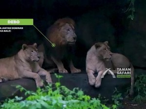 Akhir Duel Singa Debo dan Frans Tabrak Mobil Pengunjung, Siapa Menang?