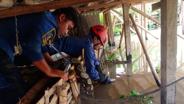 Warga Bogor heboh atas kemunculan ular sanca sepanjang 4 meter di sekitar kandang ternak. Ular sanca ini sempat memangsa seekor angsa milik warga. (dok Damkar Bogor)
