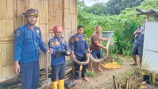 Warga Bogor heboh atas kemunculan ular sanca sepanjang 4 meter di sekitar kandang ternak. Ular sanca ini sempat memangsa seekor angsa milik warga. (dok Damkar Bogor)