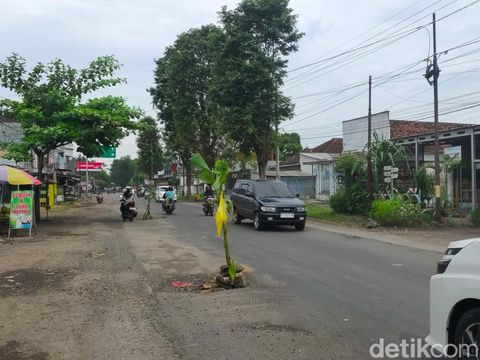 Warga Jember memancing di lubang jalan yang tergenang air. Jalan berlubang di Jember juga ditanami pohon pisang