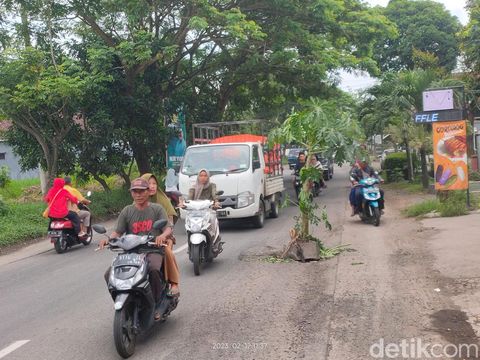 Warga Jember memancing di lubang jalan yang tergenang air. Jalan berlubang di Jember juga ditanami pohon pisang