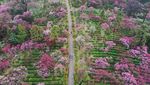 Menikmati Syahdunya Kebun Plum yang Bermekaran di China