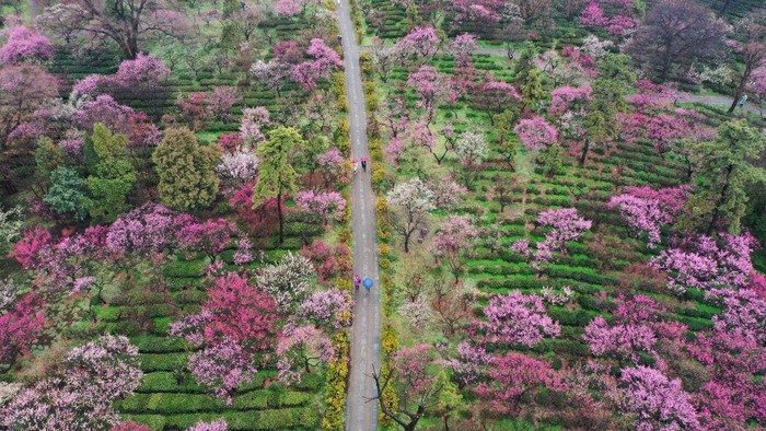 1247097730 NANJING, CHINA - FEBRUARY 13, 2023 - A photographer takes photos of plum blossoms in Nanjing, East China's Jiangsu Province, Feb. 13, 2023. (Photo credit should read CFOTO/Future Publishing via Getty Images)