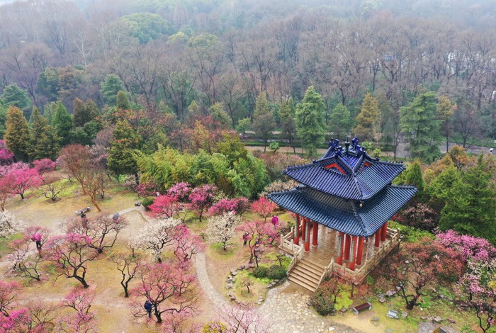 NANJING, CHINA - FEBRUARY 13, 2023 - A photographer takes photos of plum blossoms in Nanjing, East Chinas Jiangsu Province, Feb. 13, 2023. (Photo credit should read CFOTO/Future Publishing via Getty Images)