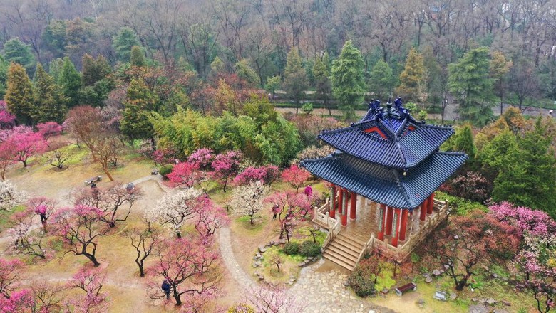 1247097730 NANJING, CHINA - FEBRUARY 13, 2023 - A photographer takes photos of plum blossoms in Nanjing, East Chinas Jiangsu Province, Feb. 13, 2023. (Photo credit should read CFOTO/Future Publishing via Getty Images)