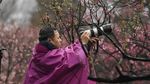 Menikmati Syahdunya Kebun Plum yang Bermekaran di China