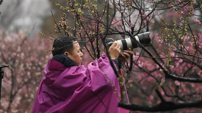NANJING, CHINA - FEBRUARY 13, 2023 - A photographer takes photos of plum blossoms in Nanjing, East China's Jiangsu Province, Feb. 13, 2023. (Photo credit should read CFOTO/Future Publishing via Getty Images)