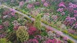 Menikmati Syahdunya Kebun Plum yang Bermekaran di China