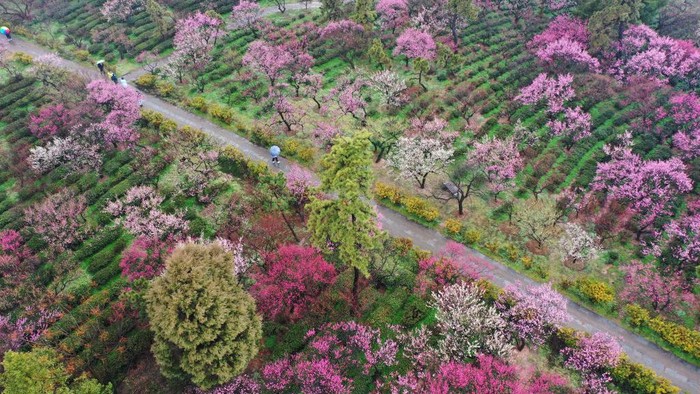 NANJING, CHINA - FEBRUARY 13, 2023 - A photographer takes photos of plum blossoms in Nanjing, East China's Jiangsu Province, Feb. 13, 2023. (Photo credit should read CFOTO/Future Publishing via Getty Images)