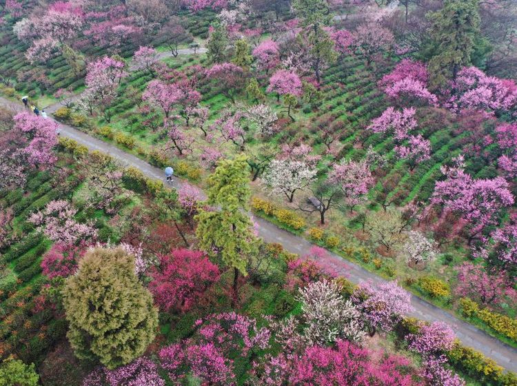 Menikmati Syahdunya Kebun Plum yang Bermekaran di China