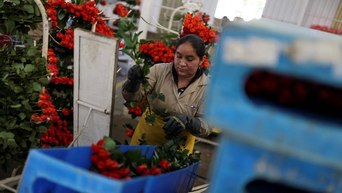 Momen Valentine, Intip Bisnis Mawar Kolombia yang Tembus Pasar Dunia An employee of Eclipse Flowers prepares packages of cut roses, ahead of Valentine's Day, at the Eclipse Flowers farm, in Tocancipa, Colombia January 30, 2023. REUTERS/Luisa Gonzalez