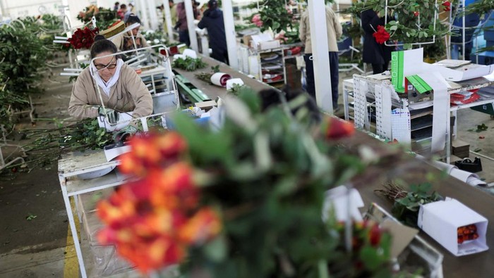 An employee of Eclipse Flowers prepares packages of cut roses, ahead of Valentine's Day, at the Eclipse Flowers farm, in Tocancipa, Colombia January 30, 2023. REUTERS/Luisa Gonzalez