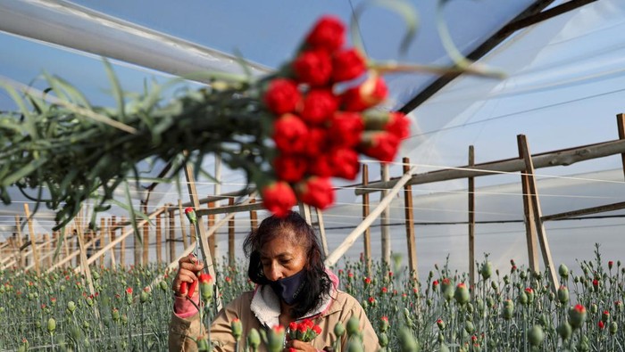 An employee of Eclipse Flowers prepares packages of cut roses, ahead of Valentine's Day, at the Eclipse Flowers farm, in Tocancipa, Colombia January 30, 2023. REUTERS/Luisa Gonzalez