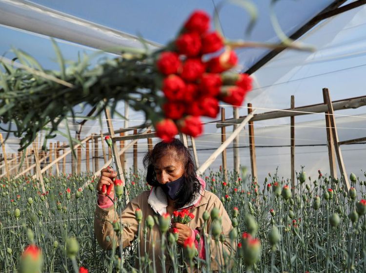 Momen Valentine, Intip Bisnis Mawar Kolombia yang Tembus Pasar Dunia