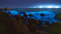 Rupanya fenomena alam lautan bercahaya ini disebabkan oleh peristiwa blooming alga berjenis Noctiluca scintillans. Alga ini akan berubah warna menjadi biru terang saat menemukan lingkungan yang cocok, yaitu perairan yang tenang dan hangat.