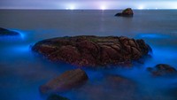 Fenomena alam lautan bercahaya ini disebebkan oleh peristiwa blooming alga berjenis Noctiluca scintillans.