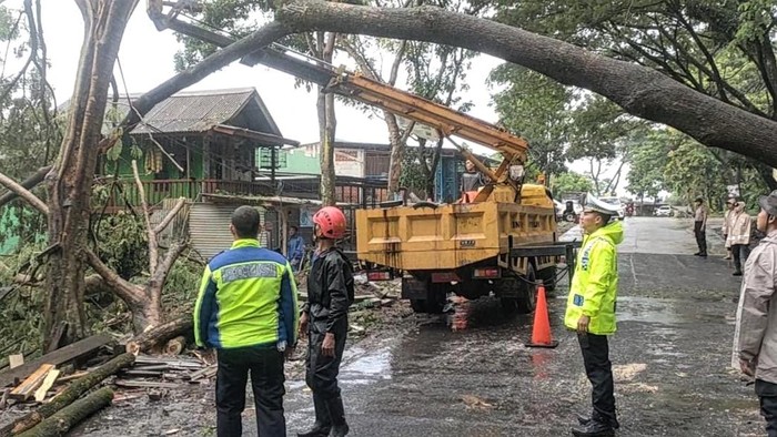 Pohon Setinggi 20 Meter Tumbang Melintang Jalan Di Palabuhanratu 9502