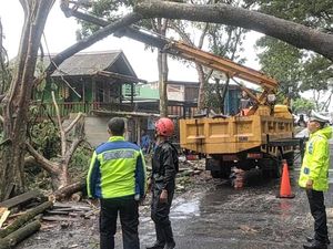 Pohon Setinggi 20 Meter Tumbang Melintang Jalan di Palabuhanratu