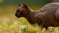 Anggota geng Mexicles Meksiko yang dinaungi Kartel Sinaloa diam-diam memelihara kucing di dalam penjara. Terdapat tato dengan logo geng pada sisi kiri badan binatang itu. (Reuters/Jose Luis Gonzalez)