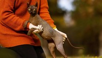 Kucing ras Sphynx itu ditemukan petugas saat melaksanakan razia sel penjara Cereso No. 3 di Ciudad Juárez, negara bagian Chihuahua. (Reuters/Jose Luis Gonzalez)