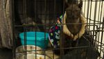 Potret Kucing yang Ditato Geng Narkoba Meksiko di Penjara