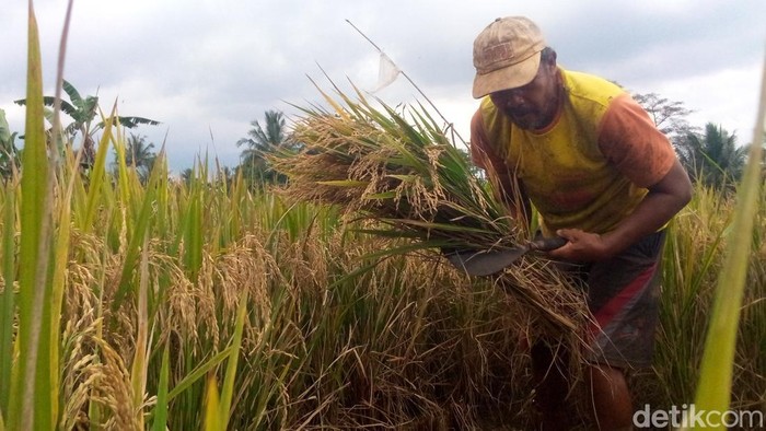 Produksi beras di pabrik penggiling padi Desa Kramatmulya, Kabupaten Kuningan, terhenti akibat minimnya stok gabah dari petani.