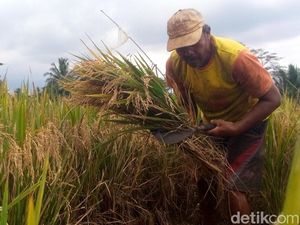 Petani Pinrang Minta Harga Batas Atas Gabah Dinaikkan Jadi Rp 5.600/Kg