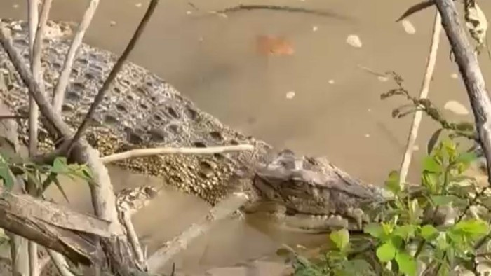 Seekor buaya yang muncul di tepian sungai kuantan. (Istimewa)