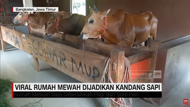 Rumah mewah di Bangkalan, Jawa Timur ini viral karena ketika masuk ke dalamnya, kamu tidak akan menjumpai perabotan mewah, melainkan sejumlah sapi yang sedang asyik makan rumput. Foto: Dok. CNN Indonesia.