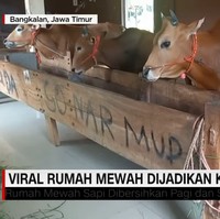 Rumah mewah di Bangkalan, Jawa Timur ini viral karena ketika masuk ke dalamnya, kamu tidak akan menjumpai perabotan mewah, melainkan sejumlah sapi yang sedang asyik makan rumput. Foto: Dok. CNN Indonesia.